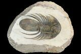 Huge, Spiny Kolihapeltis Trilobite - Rare Species #126240-1